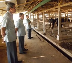 PT BHL I dan PT Asabri Kembangkan Peternakan Sapi Terpadu