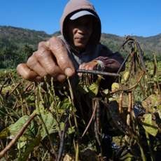 Krisis Air, Tanaman Palawija di Pacitan Mengering