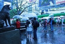 Berkaca dari Anjing Akita, Menakar Setia di Stasiun Shibuya