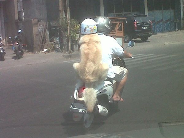 Guk! Anjing Pakai Helm