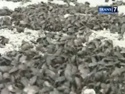 Serangga Aneh Serang Pemukiman Warga