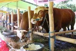 Tradisi Unik Jual Beli Sapi Nggak Pakai Ngomong