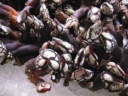 Percebes, Kerang Unik Dari Spanyol