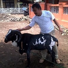 Kulit Seekor Domba di Bandung Membentuk Lafaz Allah