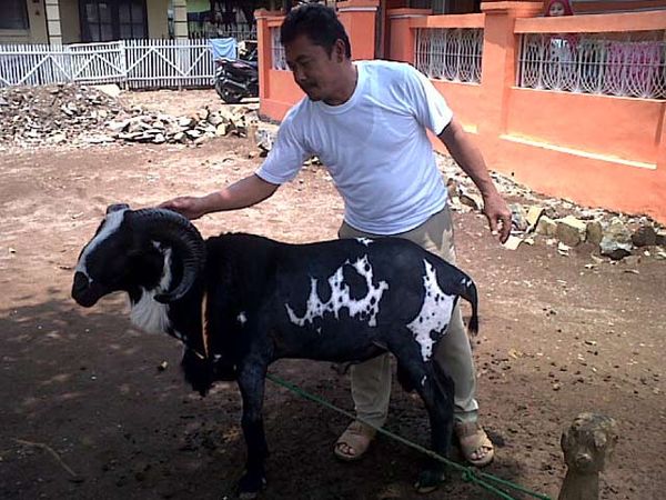 Kulit Domba di Bandung Membentuk Lafaz Allah
