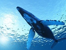 10 dari 48 Paus yang Terdampar di NTT Mati dan Dicincang Warga