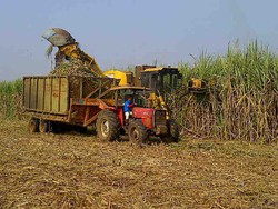 Bos RNI: Swasembada Gula di 2014 Jauh Dari Mimpi