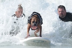 Wah! California Punya Kompetisi Surfing Khusus Anjing