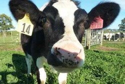 Sapi Daisy Bisa Produksi Susu yang Tak Bikin Alergi