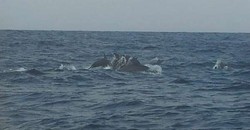 Melihat Kawanan Lumba-lumba Hidung Botol di Teluk Kiluan