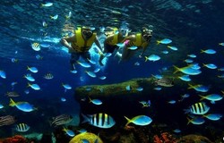 Keren! Singapura Akan Punya Oceanarium Terbesar di Dunia