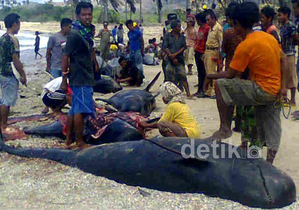 44 Paus Pilot Terdampar di NTT