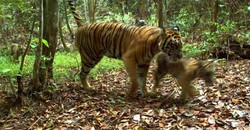 Kronologi Kematian Harimau Sumatera Saat Diterbangkan dari Aceh ke Surabaya