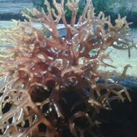 Undip Bantu Teknologi Pengolahan Rumput Laut di Karimunjawa