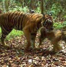 Insiden Harimau Sumatera Mati, Garuda Hentikan Kirim Mamalia
