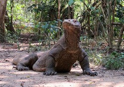 Bertemu Sang Naga di Flores