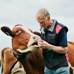 Makin Canggih, Sapi Kini Bisa Kirim SMS