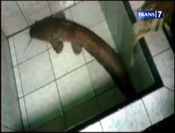 Ikan Lele Raksasa Hebohkan Warga
