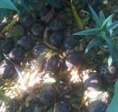 Puluhan Granat Manggis Ditemukan di Taman Gentengkali