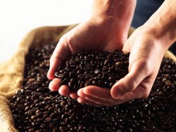 Lelang Kopi Spesial Indonesia II Akan Digelar di Surabaya