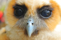 Owl Face