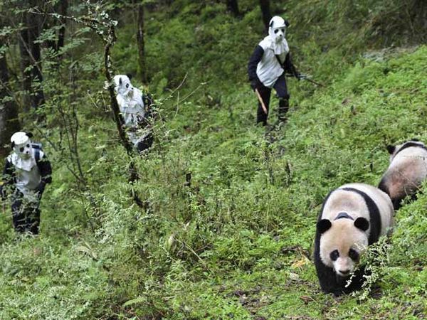 Cara Peneliti Menyamar untuk Tangkap Panda