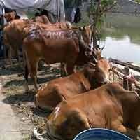 Stok Hewan di Jateng Menjelang Idul Adha Melimpah, Harga Dipastikan Naik