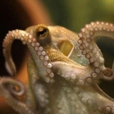 Pria Korsel Dipenjara Seumur Hidup Atas Kasus Pembunuhan Gurita