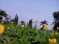 Nature Flower