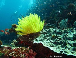 Serpihan Surga di Bawah Laut Pulau Alor