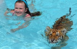 Gemas! Berenang Bersama Anak Harimau di Tempat Ini