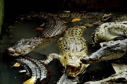 Dikepung Ribuan Buaya di Medan!