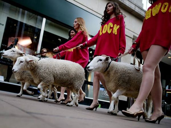 Ups..Domba Diajak Keliling Kota London