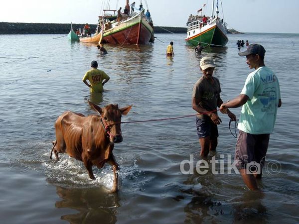Jelang Kurban, Kiriman Sapi ke Situbondo Meningkat