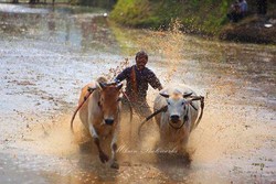 Pacu Jawi, Tradisi Karapan Sapi ala Ranah Minang