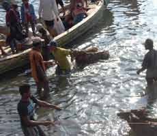 Jelang Qurban, Kiriman Sapi Potong dari Kepulauan Madura Meningkat