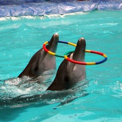 Kemenhut Siap Terima Tuntutan Aktivis Terkait Lumba-lumba