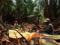 Mengintip Kearifan Suku Tolaki di Sulawesi Tenggara