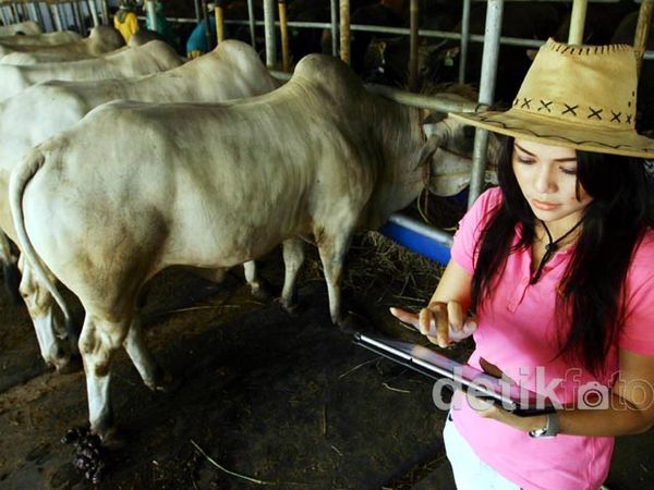 Cowgirl Seksi Sambut Pembeli Sapi Kurban