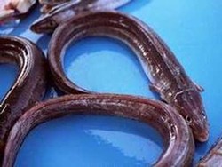 Nutrisi Unagi Sangat Baik Untuk Kecerdasan Anak