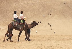 Serius! Ada Unta dan Padang Pasir di Jepang