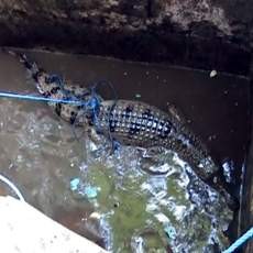 Buaya 2 Meter Ditangkap Pencari Ikan di Kali Porong
