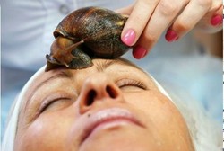 Lendir Bekicot yang Menjijikkan Bisa Jadi Obat Jerawat Mujarab