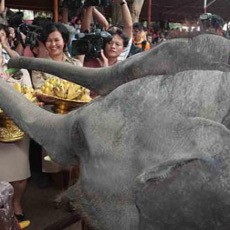 Tragis! Penjaga Kebun Binatang Tewas Terinjak Gajah 2 Ton