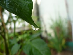 Sometimes....The Most Beautiful hopes is the Last hopes