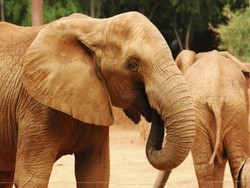 Black Ivory Coffee, Kini Jadi Biji Kopi Termahal