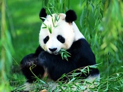 Pada Zaman Purba Ternyata Panda Dimakan Manusia