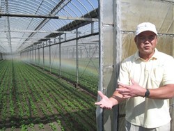 Cara Bayam Komatsuna di Sakai Bertahan dalam Segala Cuaca