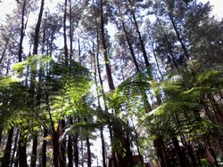 Hutan Gunung Halimun