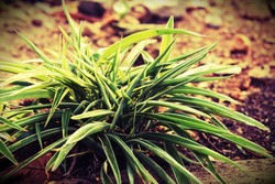 Tanyakan Pada Rumput Yang Bergoyang